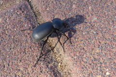 Carabus