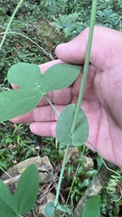 Passiflora tenuifila