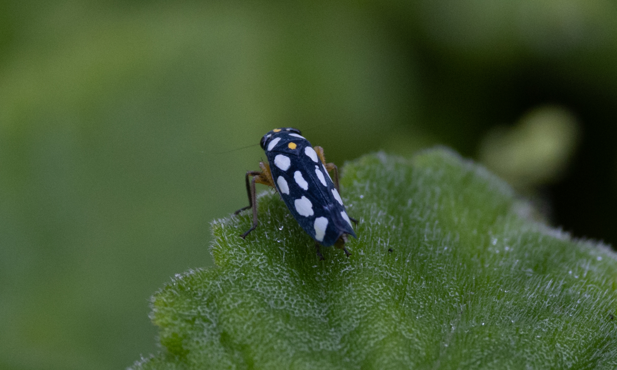 Stehlikiana crassa image