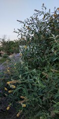 Buddleja weyeriana