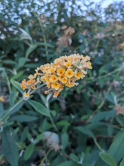 Buddleja weyeriana