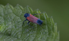 Cardioscarta flavifrons