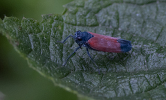 Cardioscarta flavifrons