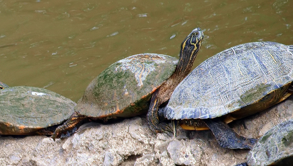 Pond and Box Turtles