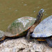 Pond and Box Turtles - Photo (c) Kala Murphy King, some rights reserved (CC BY-NC-ND), uploaded by Kala Murphy King
