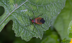 Pyrrhocoridae