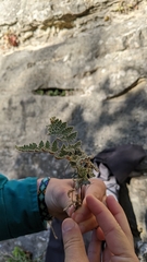 Myriopteris gracilis