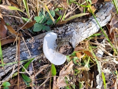 Trametes lactinea