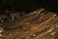 Anolis roquet