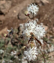 Polistes dorsalis californicus