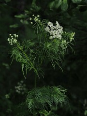 Chaerophyllum prescottii