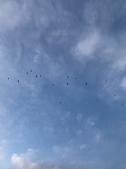 Pteropus poliocephalus