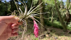 Tillandsia stricta
