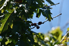 Crataegus pinnatifida