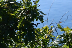 Crataegus pinnatifida