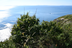 Crataegus pinnatifida