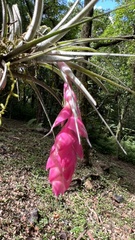 Tillandsia stricta