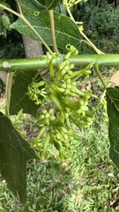 Vasconcellea quercifolia