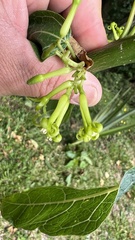 Vasconcellea quercifolia
