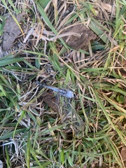 Erythemis simplicicollis