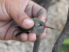Phaeoptila sordida