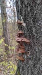 Fuscoporia gilva