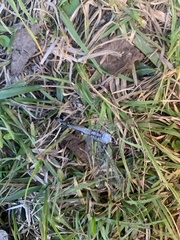 Erythemis simplicicollis