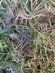 Erythemis simplicicollis