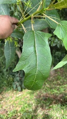 Vasconcellea quercifolia