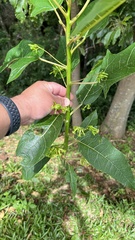 Vasconcellea quercifolia