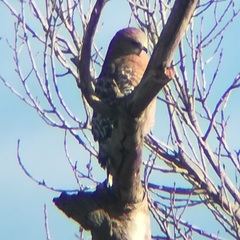 Buteo lineatus elegans