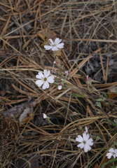 Silene linnaeana