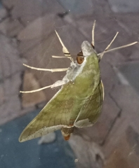 Nephele comma