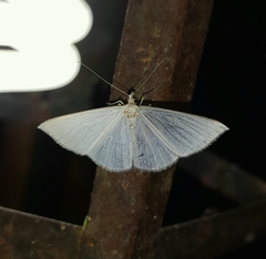 Lomographa argentata