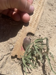 Asclepias involucrata