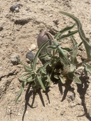 Asclepias involucrata