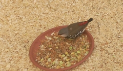 Emblema pictum