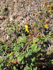 Hermannia prismatocarpa