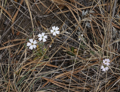 Silene linnaeana
