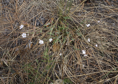 Silene linnaeana