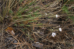 Silene linnaeana