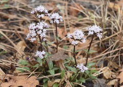 Valeriana arizonica