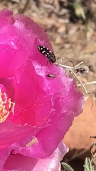 Acmaeodera bowditchi