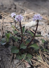 Valeriana arizonica
