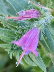 Echium tuberculatum