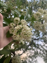Alstonia scholaris