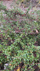 Cotoneaster horizontalis
