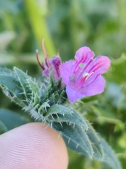 Echium tuberculatum
