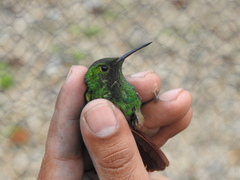Saucerottia beryllina