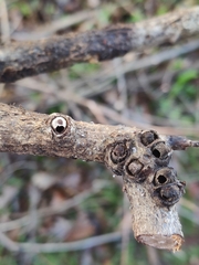 Andricus quercuscorticis